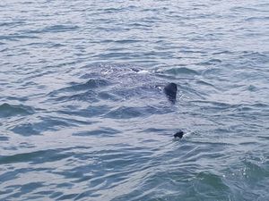 Hiu Tutul Muncul di Perairan Probolingo, Polisi Lakukan Pemantauan