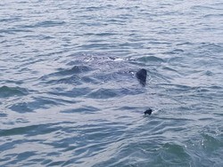 Hiu Tutul Muncul di Perairan Probolingo, Polisi Lakukan Pemantauan