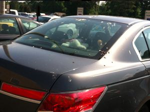 Ini Cara Membersihkan Kotoran Burung Agar Kaca Mobil Tidak Lecet Ini Cara Membersihkan Kotoran Burung Agar Kaca Mobil Tidak Lecet