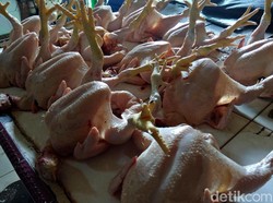 Dolar AS Ngamuk Lagi, Harga Daging Ayam Bisa Naik