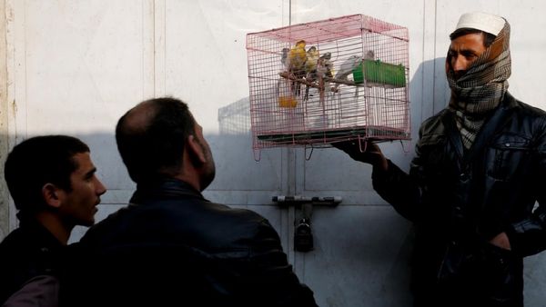 Foto: Cara Rekreasi di Afghanistan, Main Burung di Pasar