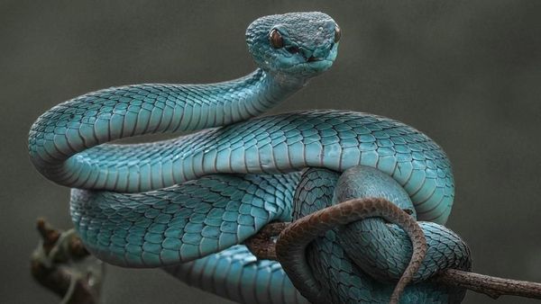 Kumpulan Foto Ular yang Memukau Tapi Bikin Takut