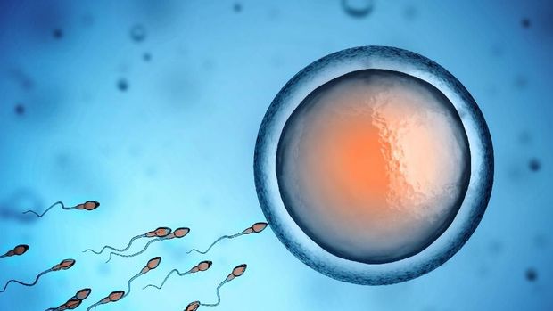 Perbedaan Spermatogenesis dan Oogenesis, Proses Penting di ...