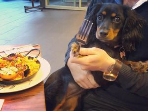 Aksi Menggemaskan Minnie si Anjing Foodies dan Serunya Makan di Kafe Minions di Singapura Aksi Menggemaskan Minnie si Anjing Foodies dan Serunya Makan di Kafe Minions di Singapura