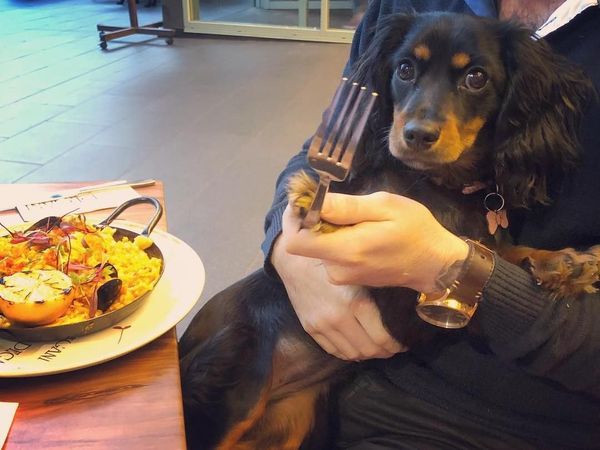 Gemes! Ini Ekspresi Lucu Minnie, Anjing yang Jadi Foodie di Sydney