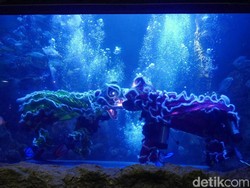 Libur Imlek di Seaworld, Ada Barongsai Beraksi di Dunia Bawah Laut