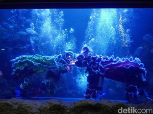 Libur Imlek di Seaworld, Ada Barongsai Beraksi di Dunia Bawah Laut Libur Imlek di Seaworld, Ada Barongsai Beraksi di Dunia Bawah Laut