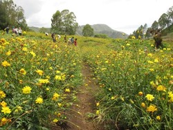 Ternyata di Karo Ada Taman Bunga Cantik