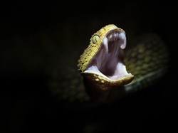 Ilmuwan Kembangkan Tiruan Bisa Ular, Buat Apa?