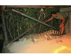 Di Taman Safari, Kojek Buaya Gendut Lepas Rindu dengan Mantan Pemilik