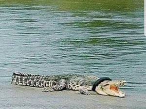 Kemunculan Kembali Buaya Berkalung Ban Setelah Lama Hilang Kemunculan Kembali Buaya Berkalung Ban Setelah Lama Hilang