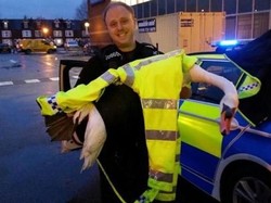 Repotnya Polisi Ini Saat Kejar Sam Si Angsa di Jalanan