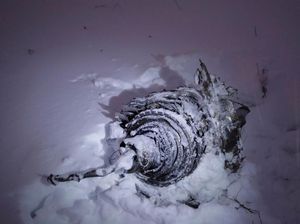 Foto: Puing AN-148 yang Jatuh Dekat Moskow dan Tewaskan 71 Orang