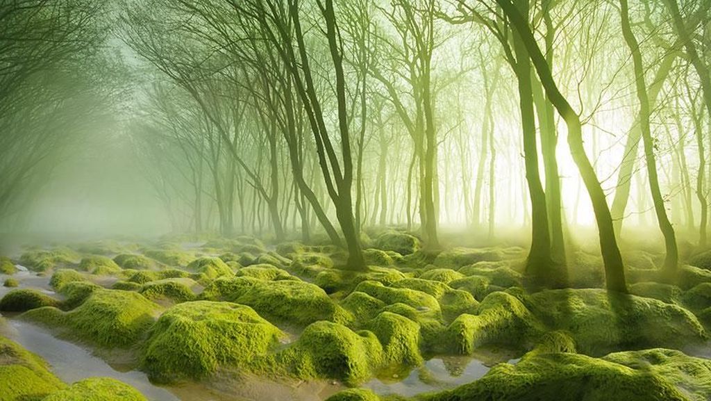 Tersihir Potret Keindahan Hutan yang Misterius Tersihir Potret Keindahan Hutan yang Misterius