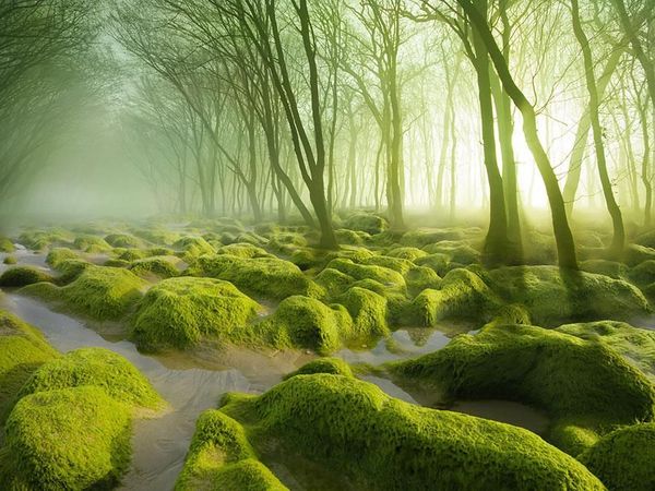 Tersihir Potret Keindahan Hutan yang Misterius