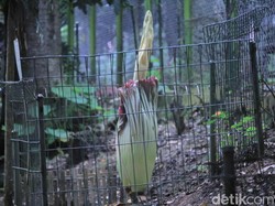 Hutan Raya Djuanda Bandung Punya Koleksi Bunga Bangkai Baru