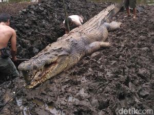 Mati Dijebak, Buaya 1 Ton Pemangsa Warga Dijerat Umpan Monyet