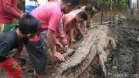 Ramai-ramai Warga Sebangau Besar Tangkap Buaya 5 Meter Pemangsa Manusia