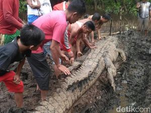 Begini Cerita Sulitnya Petugas Buru Buaya 1 Ton Pemangsa Manusia