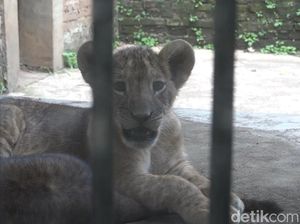 Tiga Anak Singa Afrika Tambah Koleksi Taman Satwa Cikembulan Garut