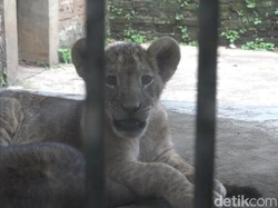 Tiga Anak Singa Afrika Tambah Koleksi Taman Satwa Cikembulan Garut