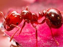 Mengungkap Rahasia Prinsip Koordinasi dan Organisasi Semut