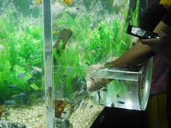 Long Weekend Imlek di Seaworld, Ada Akuarium Ajaib