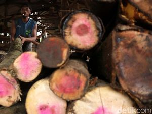 Selain Pohon Sengon, Ada Jati hingga Mahoni yang Bisa Buat Bisnis Selain Pohon Sengon, Ada Jati hingga Mahoni yang Bisa Buat Bisnis