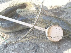 Belut 1,3 Meter Ditemukan di Kolam Suci Kuil Jepang Belut 1,3 Meter Ditemukan di Kolam Suci Kuil Jepang