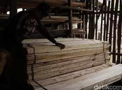 Bisnis Kayu Harus Sabar, Panennya 7-40 Tahun