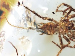 Fosil 100 Juta Tahun Ungkap Kerangka Laba-laba Berekor