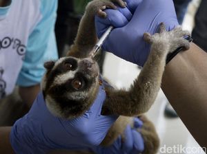 Kukang Jawa dan Lutung Disita dari Pasar di Cilacap Kukang Jawa dan Lutung Disita dari Pasar di Cilacap