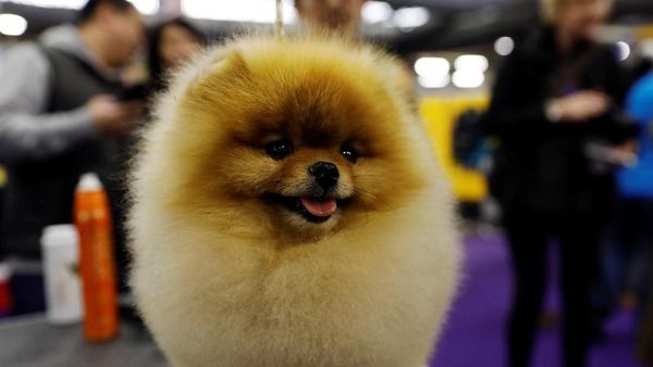 Lucunya! Saat Anjing-anjing Ras Ikut Pameran di New York