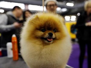 Lucu Banget! 2.882 Ekor Anjing Adu Tangkas di Lomba Ini