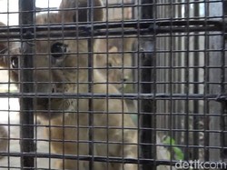 Bayi Singa Ditemukan dalam Lamborghini di Paris