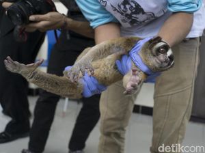 Kini Ada 919 Tumbuhan & Satwa di Indonesia Dilindungi Undang-Undang