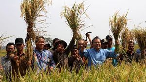 Rizal Ramli Panen Raya Padi di Banten