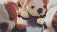 Nyam! 10 Kue Ini Benar-benar Mirip Anjing Sungguhan, Mau Cicip?