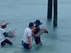 Nelayan di Tolitoli Selamatkan Dugong yang Sempat Terdampar
