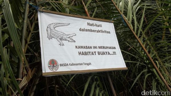 Foto: Pasca Manusia Dimangsa, Plang Hati-hati Buaya Dipasang