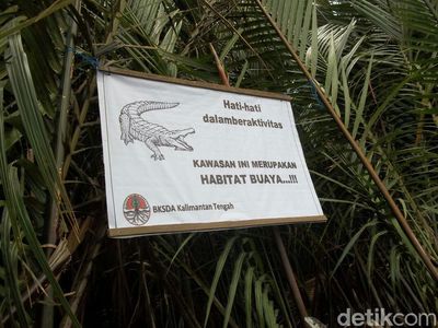 Foto: Pasca Manusia Dimangsa, Plang Hati-hati Buaya Dipasang