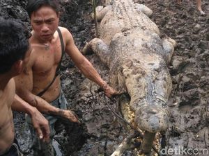 Kenapa Buaya 1 Ton Mangsa Warga? Begini Penjelasan BKSDA Kalteng Kenapa Buaya 1 Ton Mangsa Warga? Begini Penjelasan BKSDA Kalteng