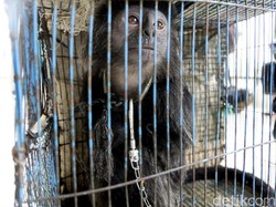 Video: Kukang hingga Beruang Madu Dilepasliarkan di Riau