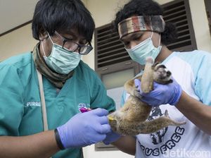 Satwa Dilindungi, Kukang Jawa dan Lutung Disita dari Pasar Cilacap Satwa Dilindungi, Kukang Jawa dan Lutung Disita dari Pasar Cilacap