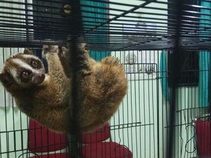 Jual Kukang Via Facebook, 3 Pelajar di Bogor Ditangkap