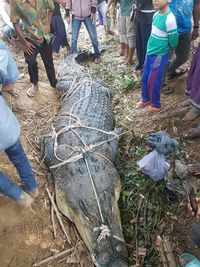 Buaya 1 Ton yang Ditangkap Warga Aceh Timur Jadi Tontonan