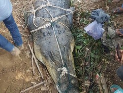 Warga Tangkap Buaya Sepanjang 3 Meter di Kebun Sawit di Jambi