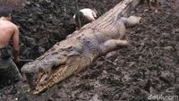 Penampakan Buaya 1 Ton Pemangsa Manusia yang Mati Dijerat Warga