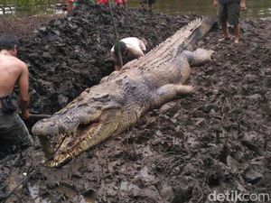Penampakan Buaya 1 Ton Pemangsa Manusia yang Mati Dijerat Warga
