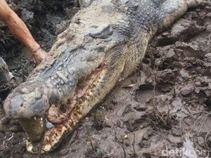 Buaya Pemangsa Warga yang Mati Dijebak di Kalteng Beratnya 1 Ton